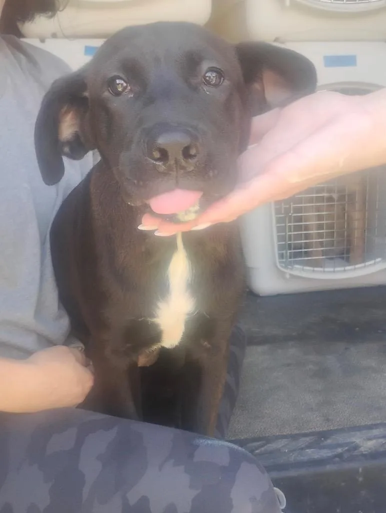 A baby medium-sized male Mixed Breed dog named Provolone for adoption in Jonesboro, AR