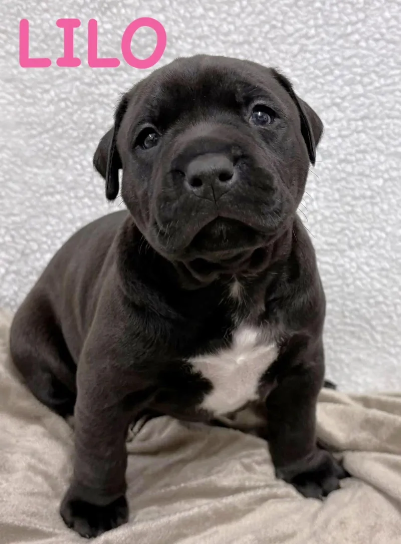 A baby large-sized female Brindle Staffordshire Bull Terrier dog named Lilo for adoption in Aurora, NE