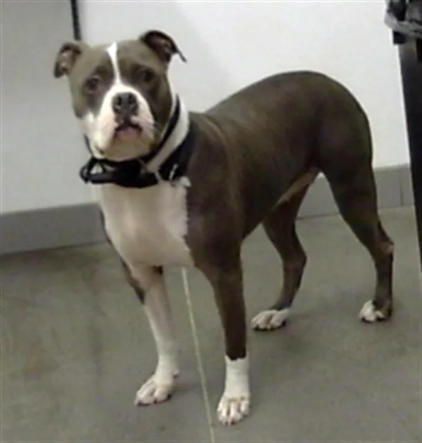 An adult large-sized female Staffordshire Bull Terrier dog named Miel for adoption in Mesa, AZ