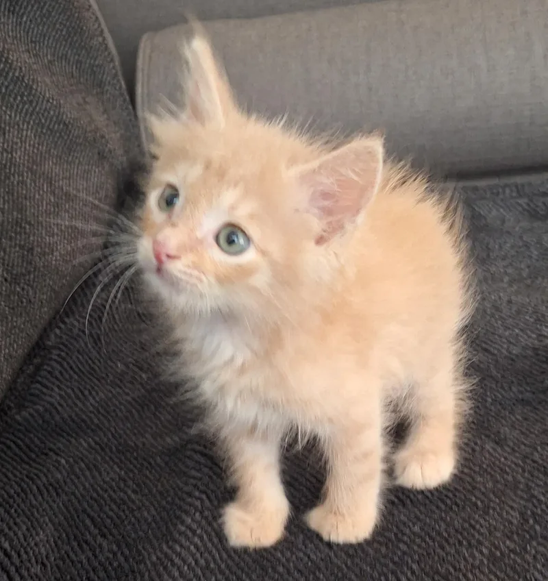 A baby small-sized male Orange & White Tabby cat named Phoenix  Our Warrior for adoption in New York, NY