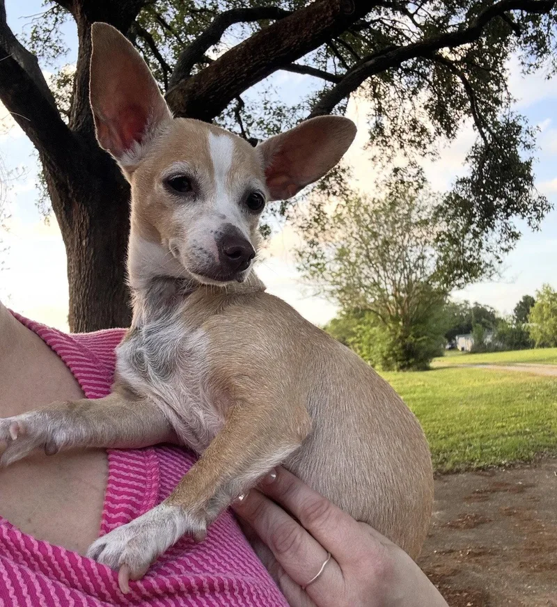 An adult small-sized female Chihuahua dog named Bubbles  Those Ears! for adoption in Oakhurst, NJ