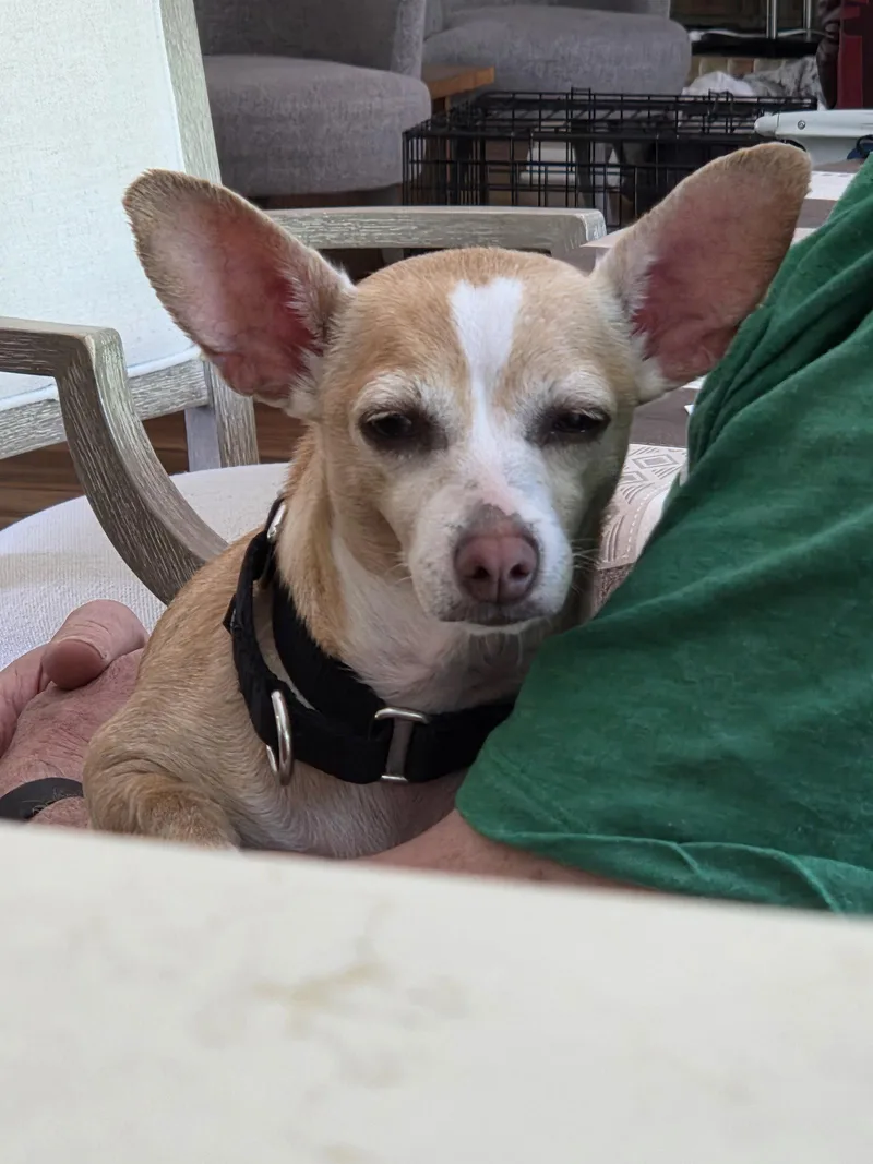 Bubbles  Those Ears! thumbnail 2
