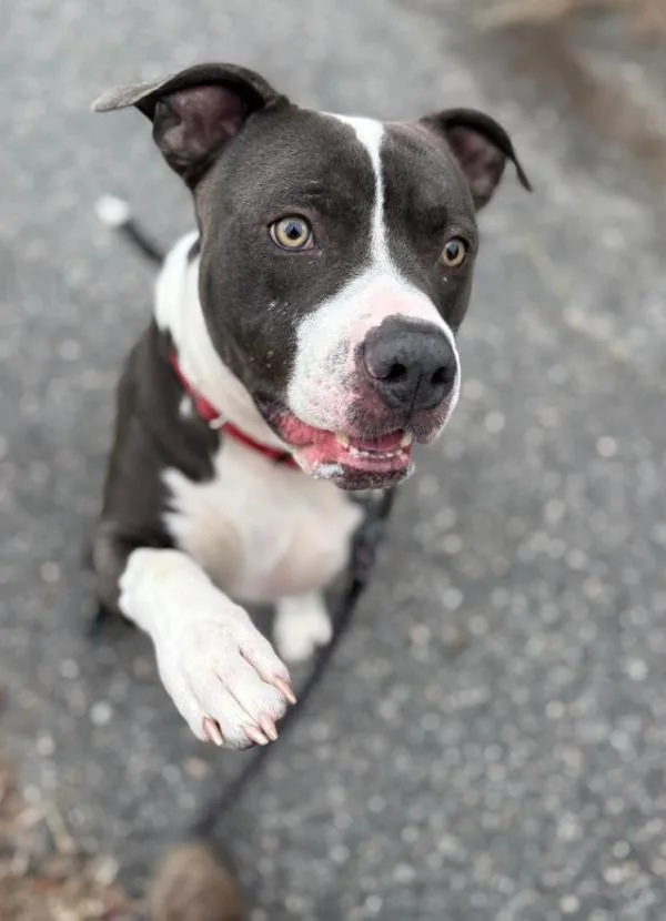 An adult large-sized male Pit Bull Terrier dog named Richard for adoption in Virginia Beach, VA