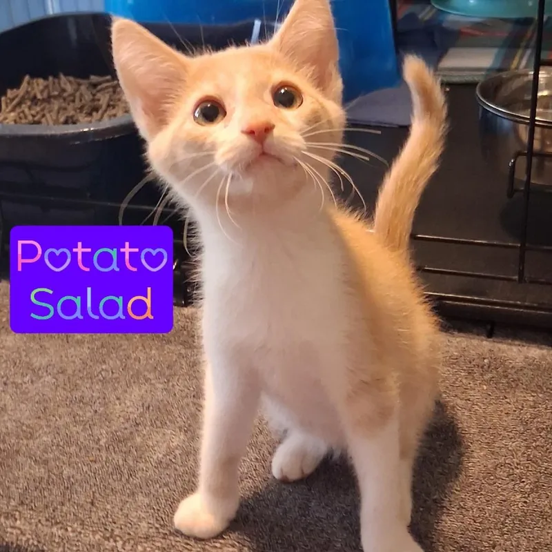 A baby small-sized male Buff / Tan / Fawn Domestic Short Hair cat named Potato Salad for adoption in Parkersburg, WV