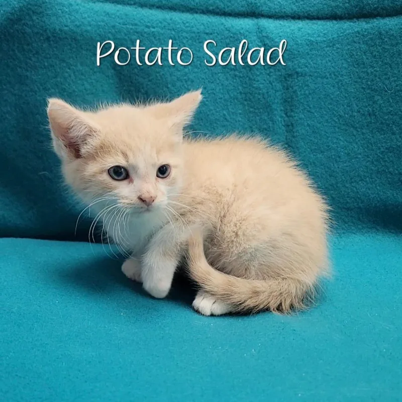 Potato Salad thumbnail 2