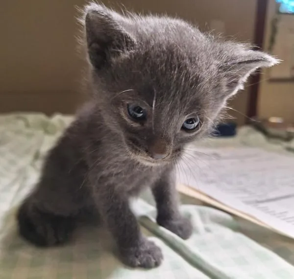A baby small-sized male Domestic Short Hair cat named Richie for adoption in Oakland, CA