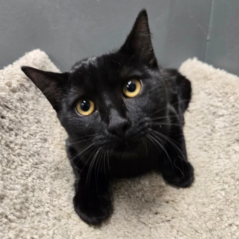 A young medium-sized female Black Domestic Short Hair cat named Bridgitt for adoption in Hamburg, NY