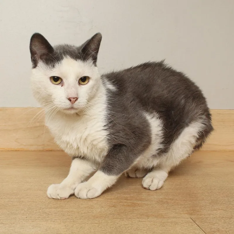 An adult medium-sized male Gray / Blue / Silver Domestic Short Hair cat named Ross C for adoption in Minnetonka, MN