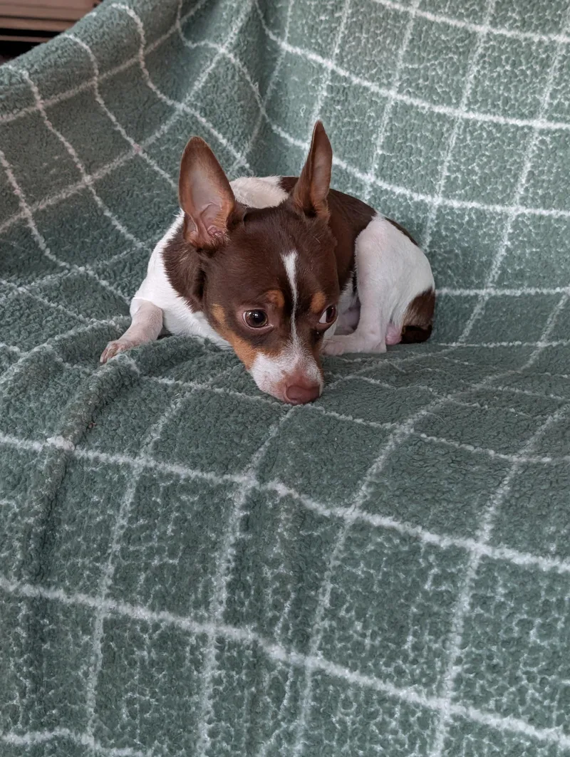An adult small-sized male Tricolor (Brown, Black, & White) Miniature Pinscher dog named Scott for adoption in Baton Rouge, LA