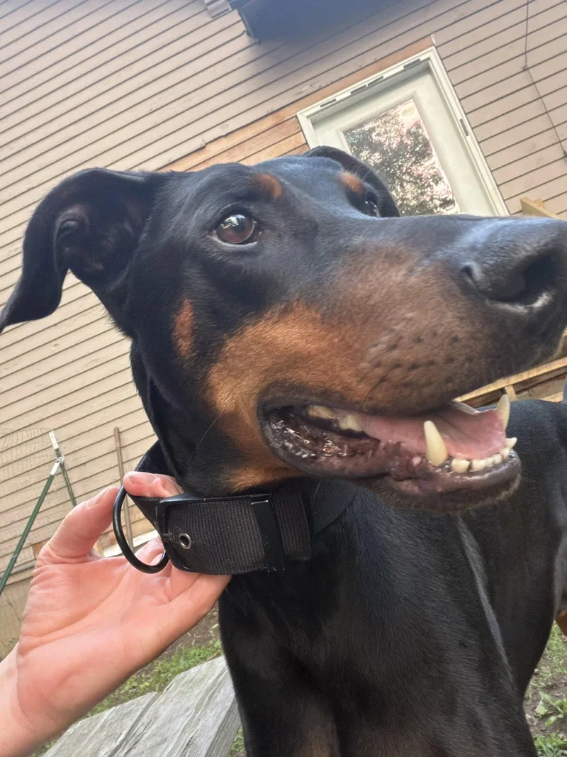 An adult large-sized male Doberman Pinscher dog named Santa for adoption in Minneapolis, MN