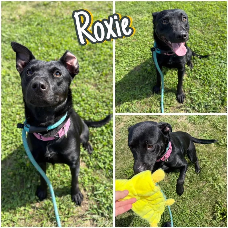 A young small-sized female Australian Cattle Dog / Blue Heeler dog named Roxie for adoption in Pierceton, IN