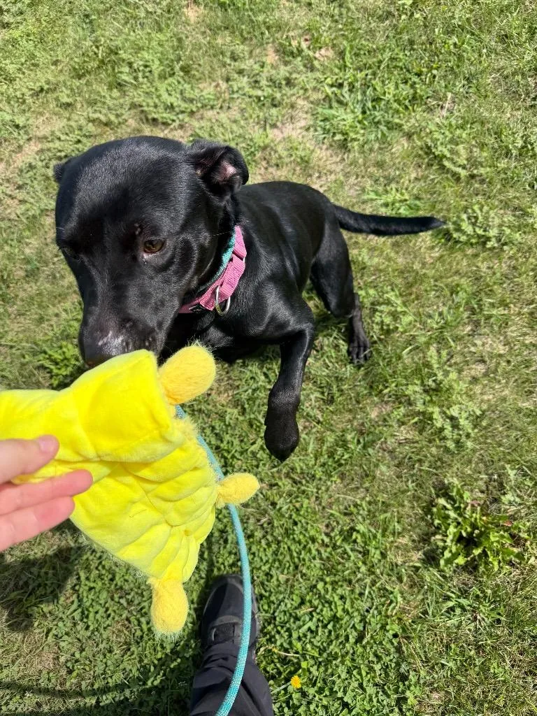 Roxie thumbnail 3