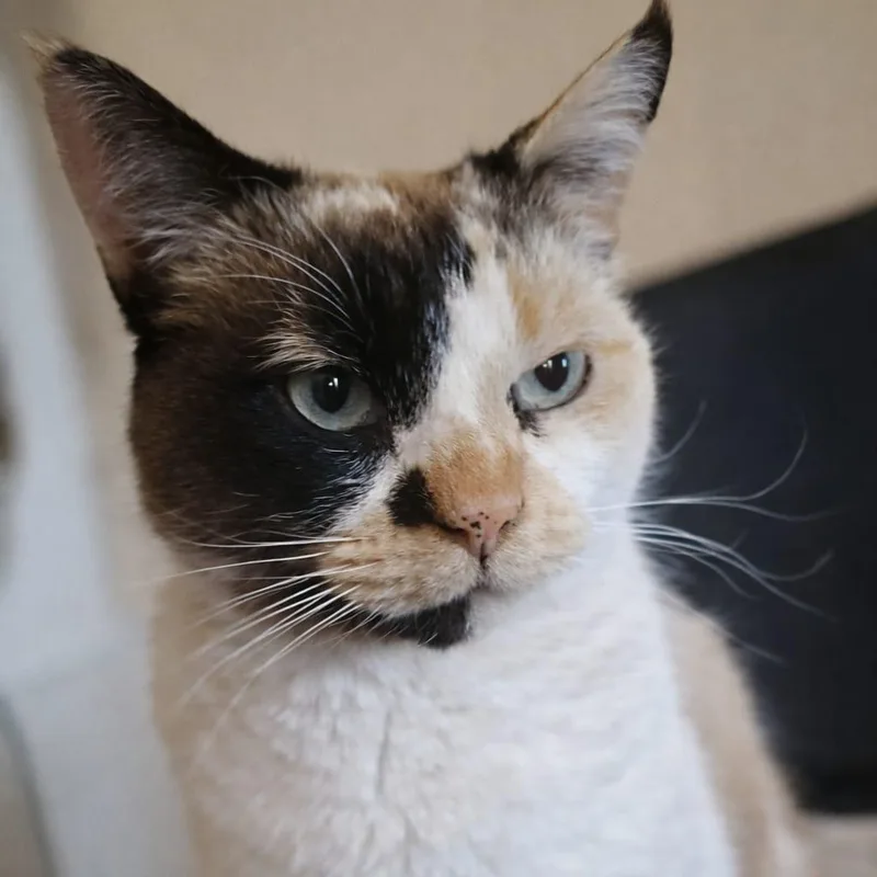 Hissy Spacek thumbnail 2