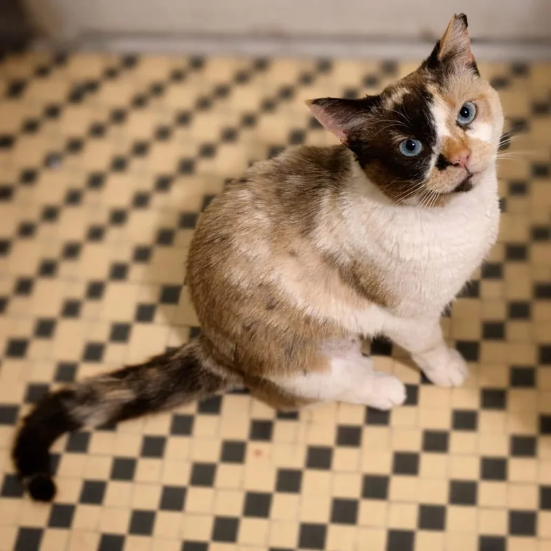 Hissy Spacek thumbnail 3