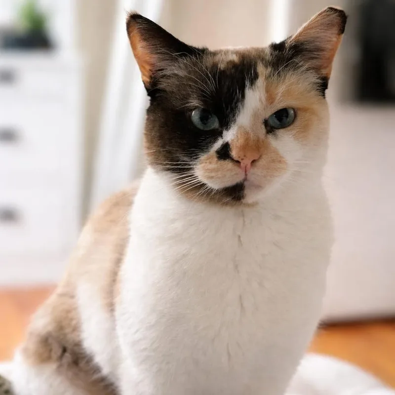 Hissy Spacek thumbnail 4