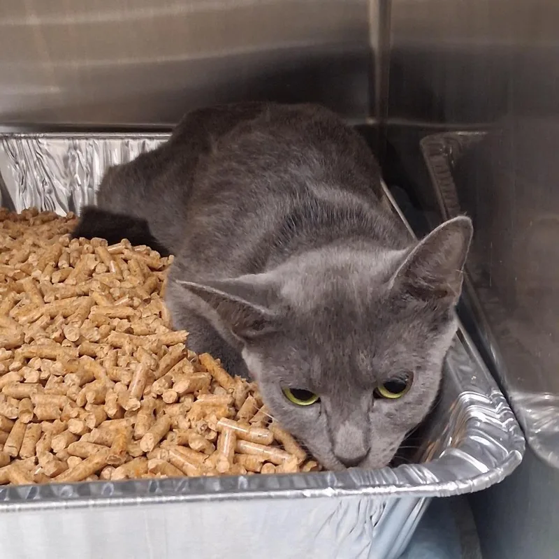 An adult medium-sized female Gray / Blue / Silver Domestic Short Hair cat named Sol for adoption in West Palm Beach, FL