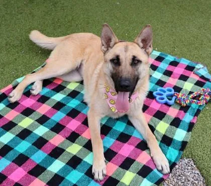 A young large-sized female Mixed Breed dog named Recon for adoption in Athens, GA