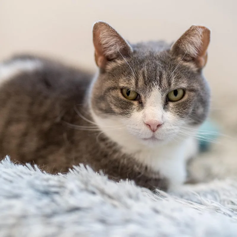 An adult small-sized female Domestic Short Hair cat named Gracie for adoption in Port Washington, NY