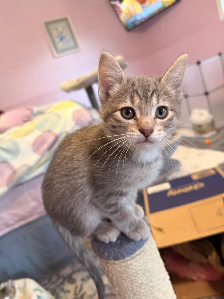 A baby medium-sized female Domestic Short Hair cat named Joyce Minnie for adoption in Minneapolis, MN