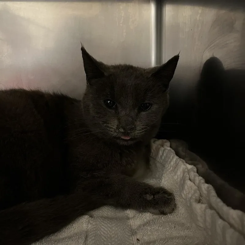 An adult medium-sized female Gray / Blue / Silver Domestic Short Hair cat named Esther for adoption in Bristol, IN