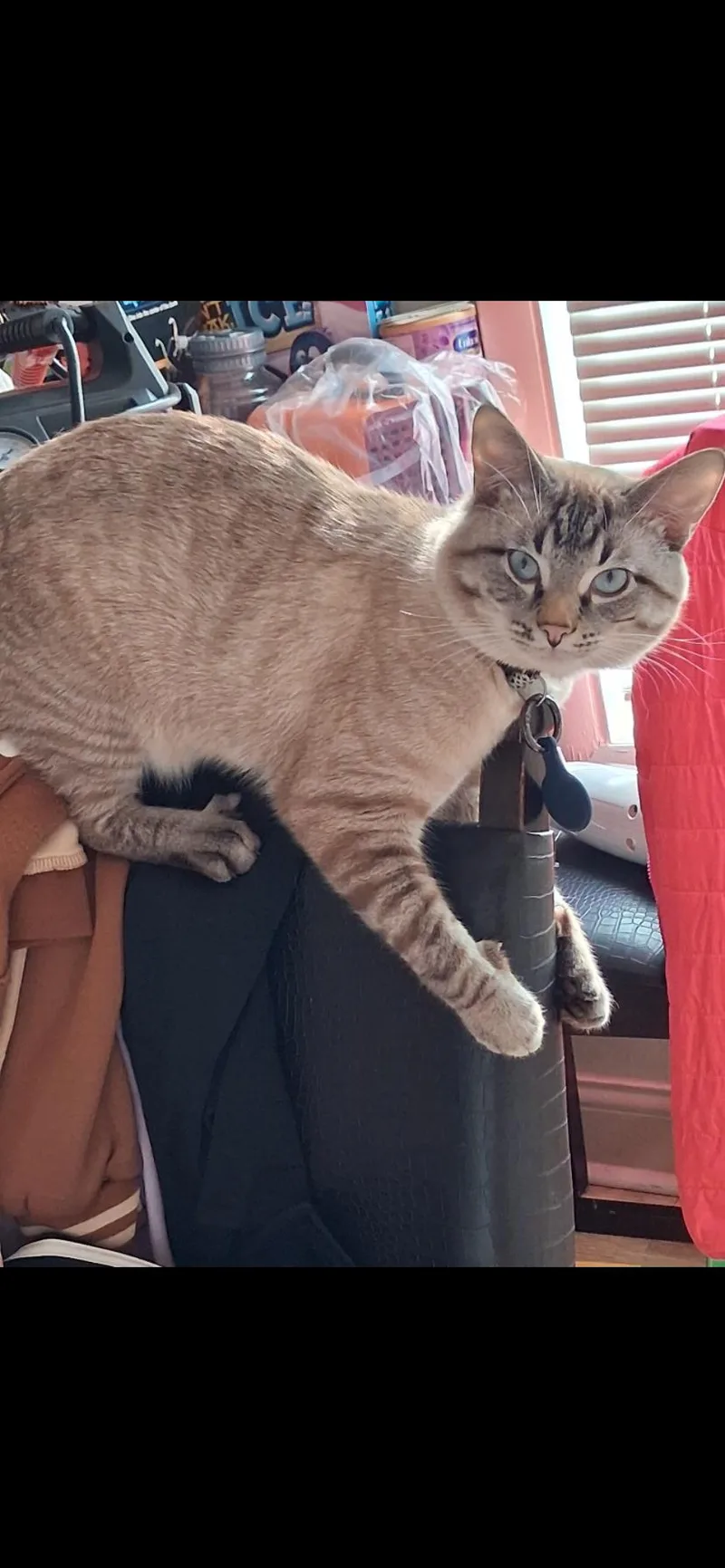 An adult medium-sized male Cream Point Siamese cat named Benny Boy for adoption in Columbia, MO