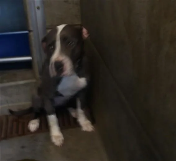 An adult large-sized female Pit Bull Terrier dog named Hazel for adoption in Los Angeles, CA