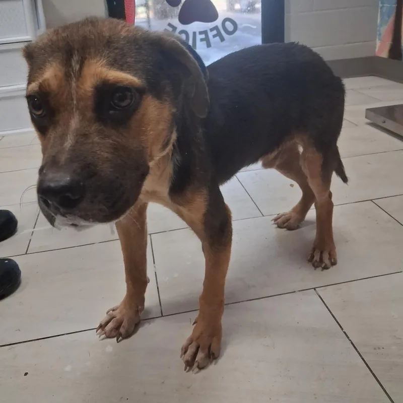 An adult medium-sized male Black Mixed Breed dog named Buster for adoption in Lufkin, TX
