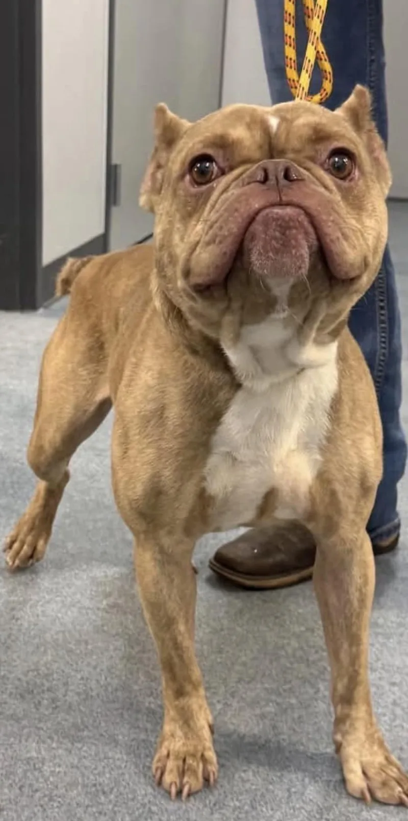 An adult medium-sized male Yellow / Tan / Blond / Fawn Bulldog dog named Toad for adoption in Broken Arrow, OK