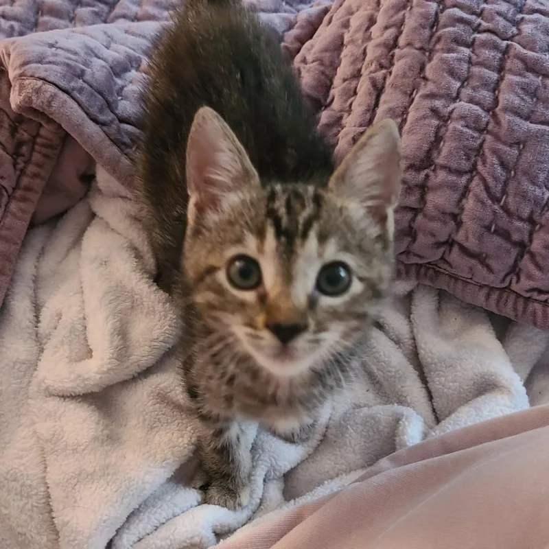 A baby small-sized female Torbie Domestic Short Hair cat named Fozzie Bear for adoption in Costa Mesa, CA