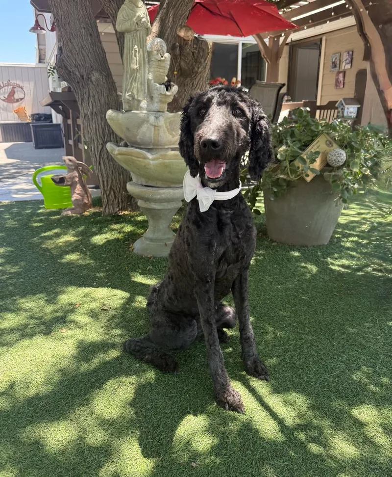 An adult medium-sized female Black Standard Poodle dog named Penny for adoption in Temecula, CA