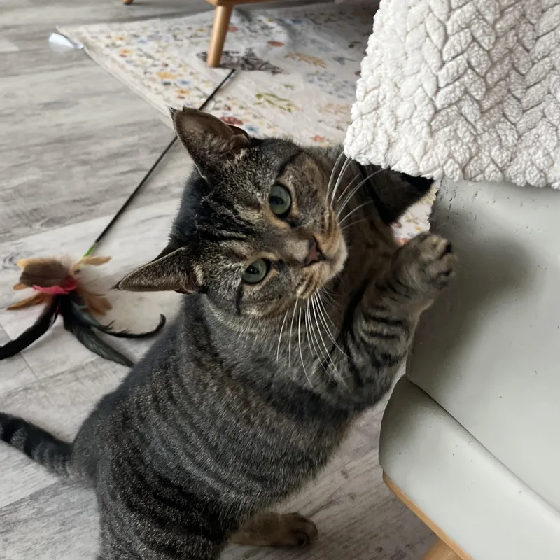 A young medium-sized female Tabby cat named Misha for adoption in Altoona, PA