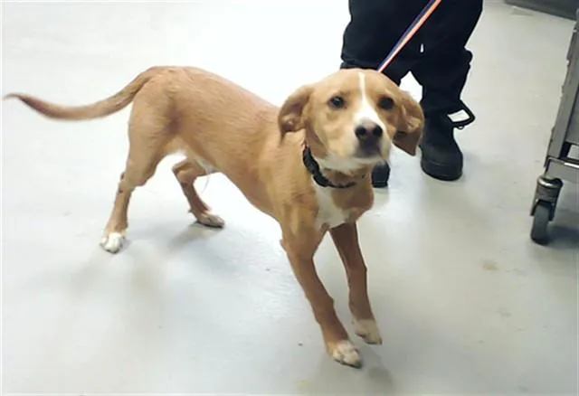 A young medium-sized male Parson Russell Terrier dog named Skylight for adoption in Fayetteville, NC