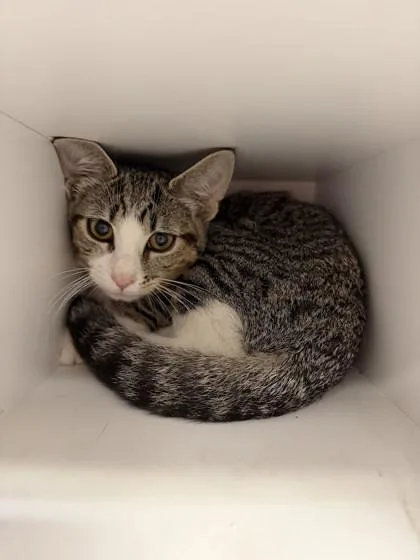 An adult small-sized male Domestic Short Hair cat named Ravenpaw for adoption in Berwick, PA