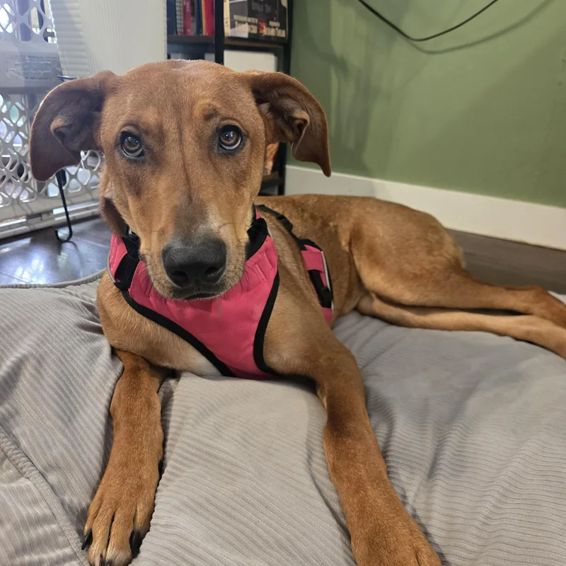 A young medium-sized female Red / Chestnut / Orange Greyhound dog named Rosey for adoption in Scottsburg, IN