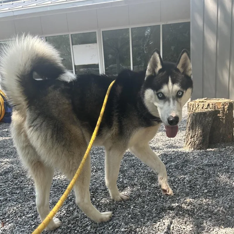 An adult medium-sized male Black Mixed Breed dog named Ozzie for adoption in Asheville, NC