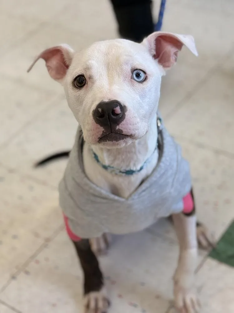 A baby medium-sized female Pit Bull Terrier dog named Marsha for adoption in Amherst, NY