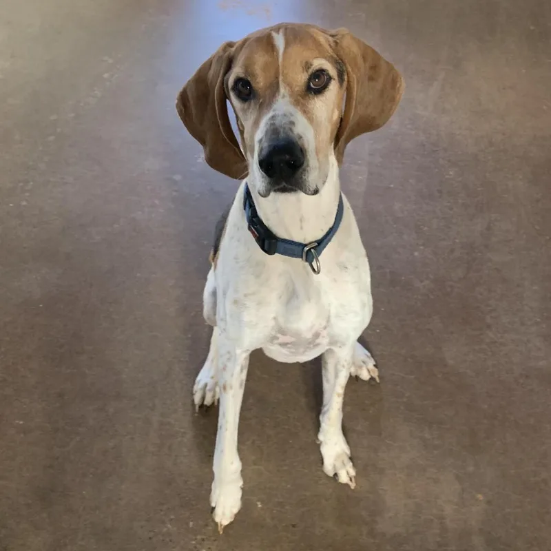 A senior large-sized male White / Cream Hound dog named Skitter for adoption in Branford, CT