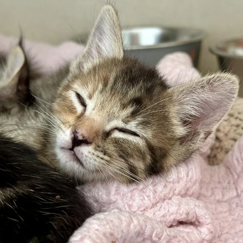 A baby small-sized female Torbie Domestic Short Hair cat named Suzuki for adoption in Durango, CO