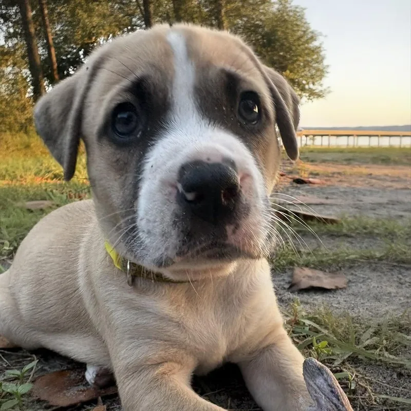 A baby medium-sized female Mixed Breed dog named Samoa for adoption in Freeport, FL