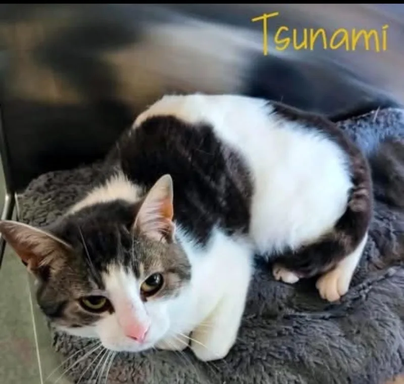 A young small-sized male Domestic Short Hair cat named Tsunami for adoption in Blountville, TN