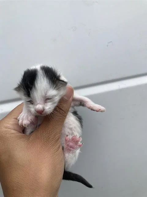 A baby small-sized female Domestic Short Hair cat named Grape for adoption in Dallas, TX