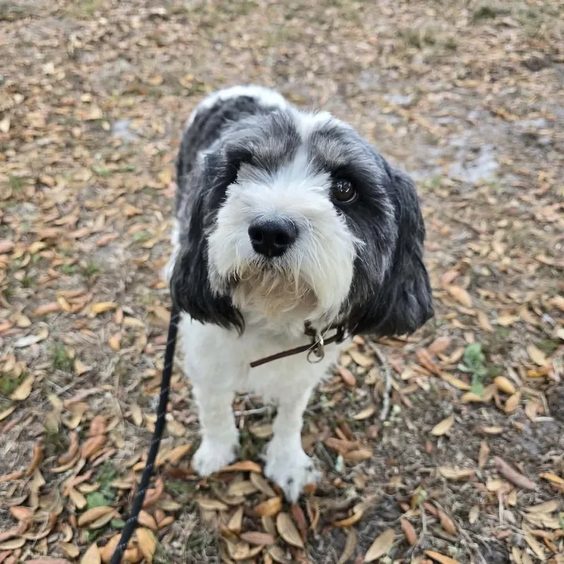 An adult small-sized male White / Cream Mixed Breed dog named Harvey for adoption in Williston, FL