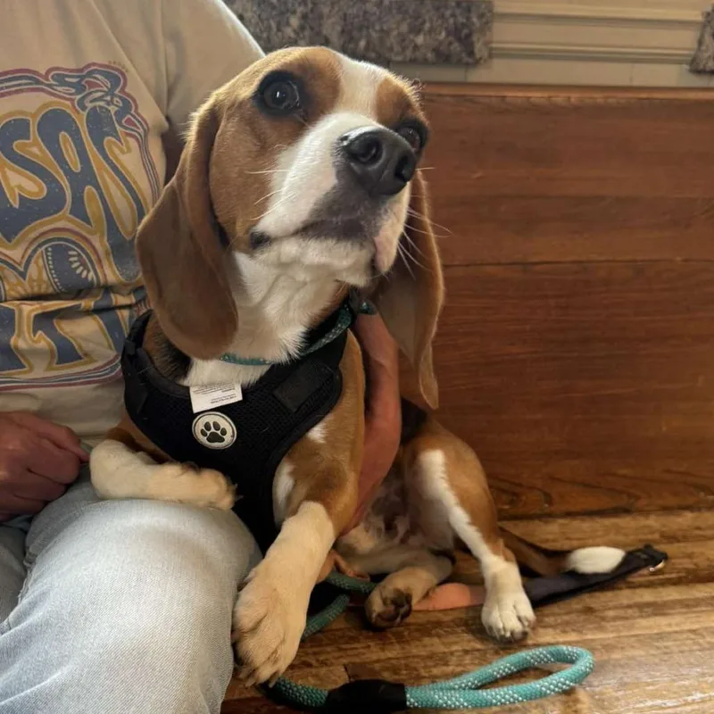An adult small-sized male Black Beagle dog named Elliott for adoption in Olathe, KS