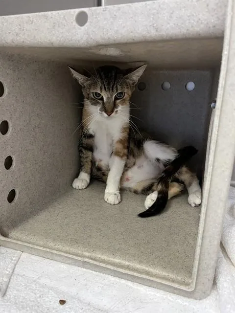 A young small-sized female Domestic Medium Hair cat named Crystal A for adoption in San Andreas, CA