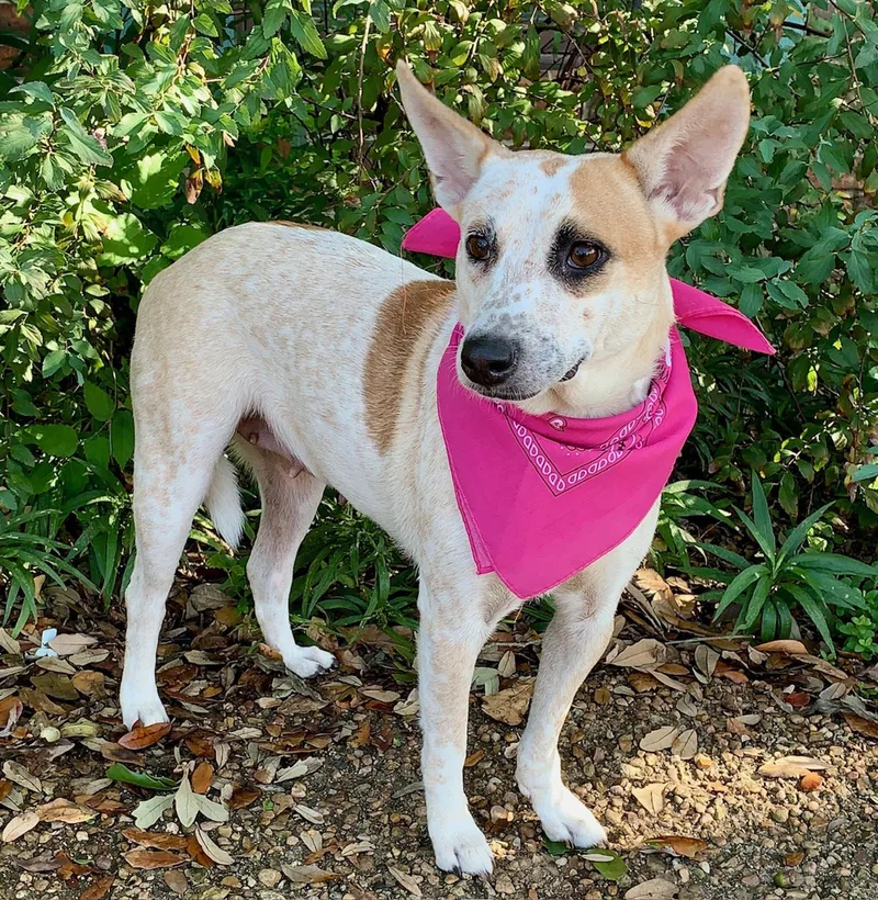 A young medium-sized female Australian Cattle Dog / Blue Heeler dog named Gorgeous Lilly Belle for adoption in Cypress, TX