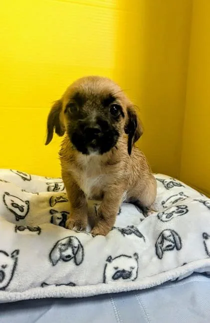A baby small-sized female Border Terrier dog named Evie for adoption in Houston, TX
