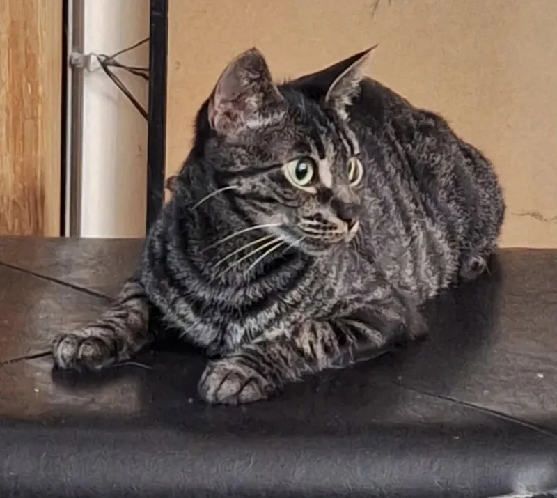 An adult medium-sized female Black Domestic Short Hair cat named Jadis for adoption in Oviedo, FL