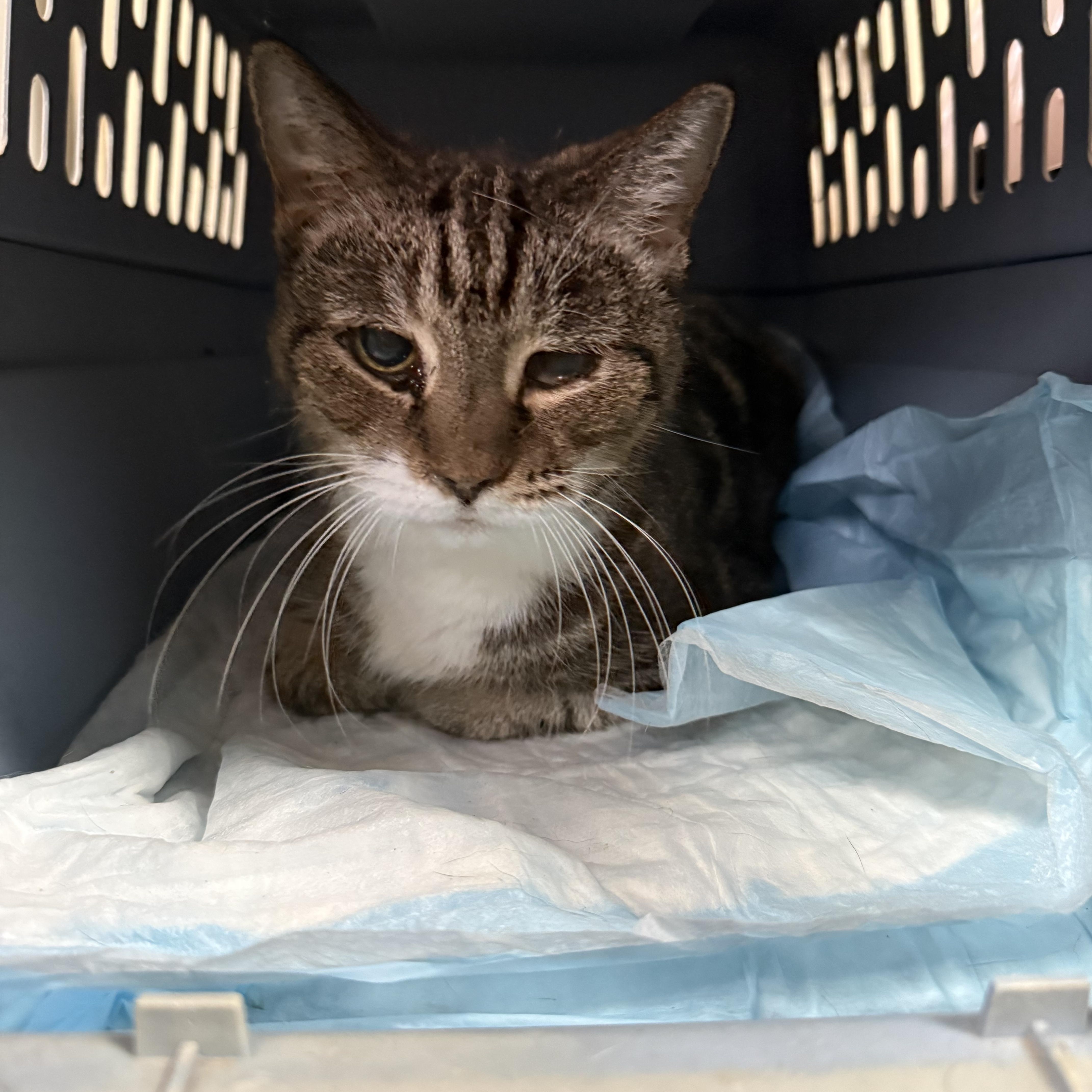 A senior medium-sized female Tabby (Brown / Chocolate) Tabby cat named Fried Chicken for adoption in Columbia, SC