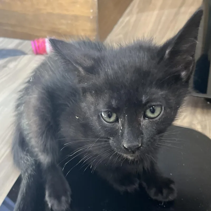 A baby small-sized female Black Domestic Short Hair cat named Crest for adoption in Pleasanton, CA