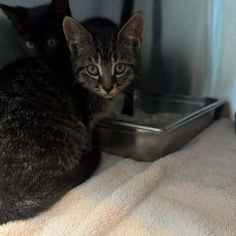 A baby small-sized female Brown / Chocolate Domestic Short Hair cat named Padme for adoption in Englewood, FL